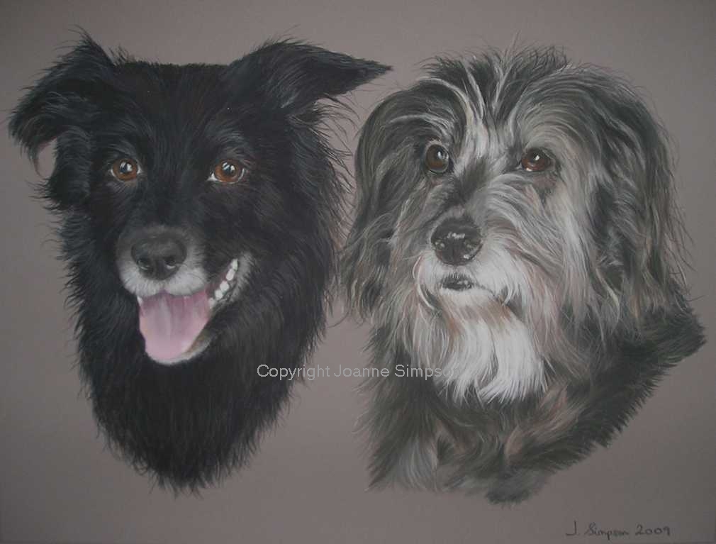 Border Collie and Bearded Collie pet portrait by Joanne Simpson